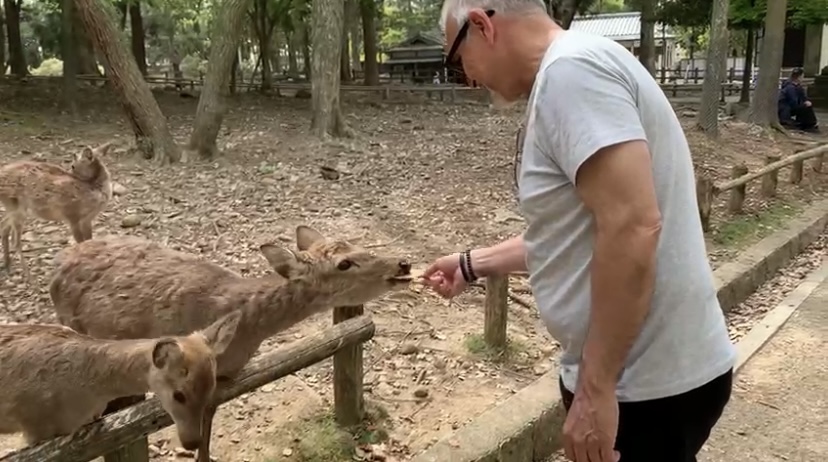 A Day in Nara Deer Park Japan - feeding the deer