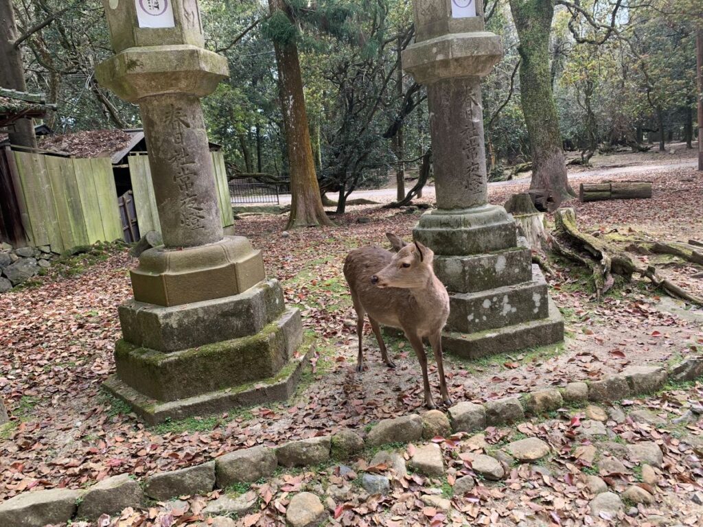 Nara Park Deer standing A deer standing by temple ruins in Nara Park - Japan Travel Guide
