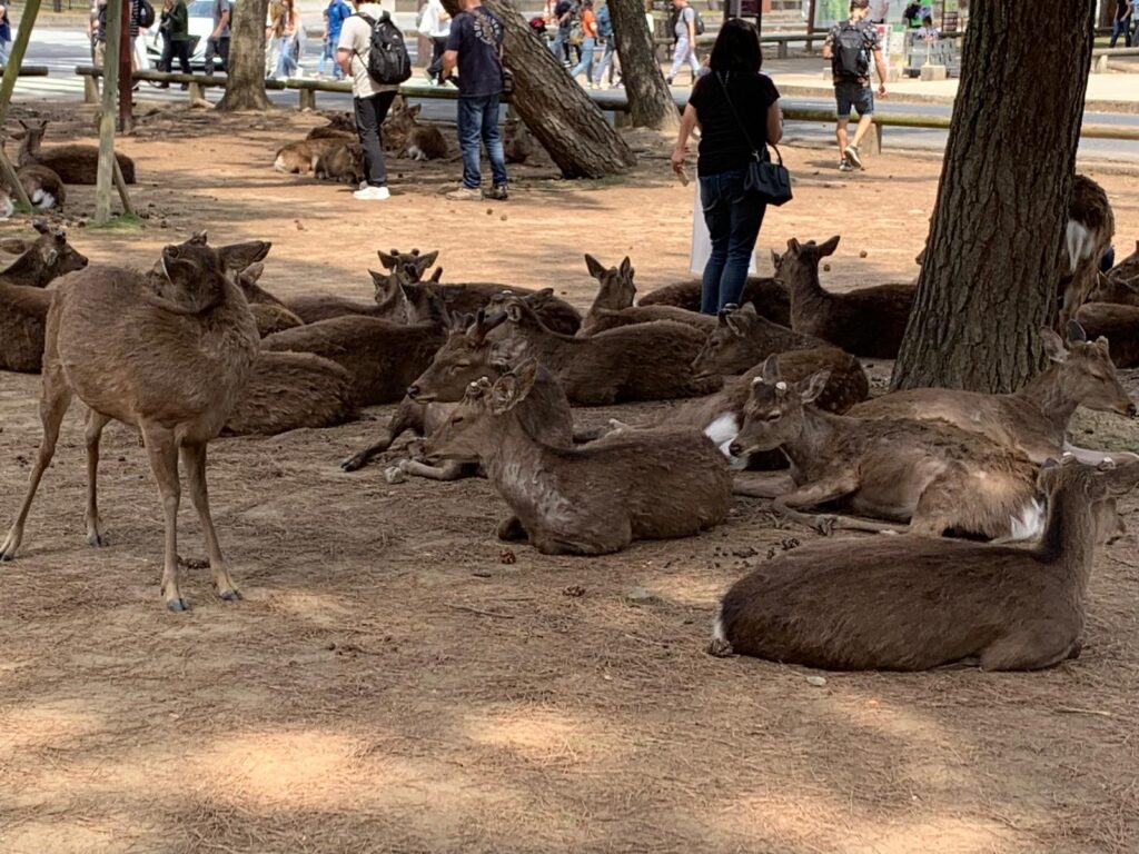 Nara Deer Park