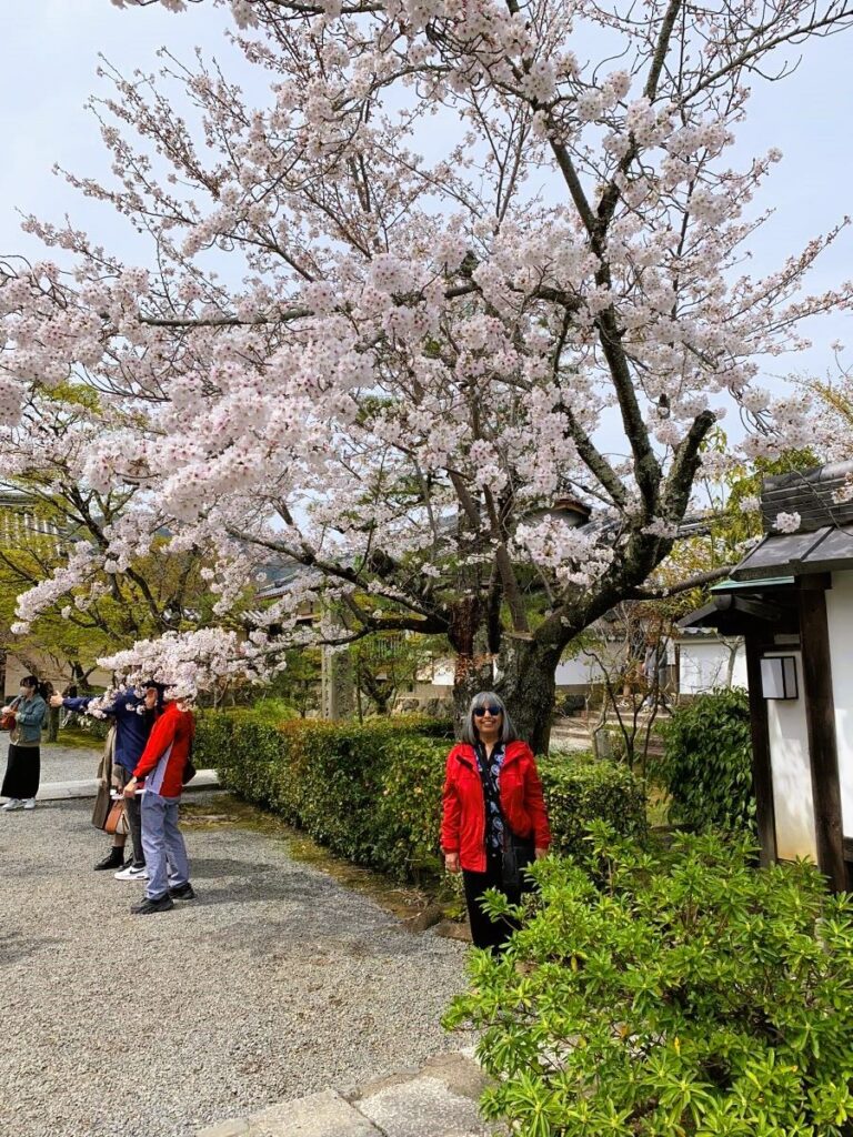 Day trip to Kyoto cherry blossom Gijji