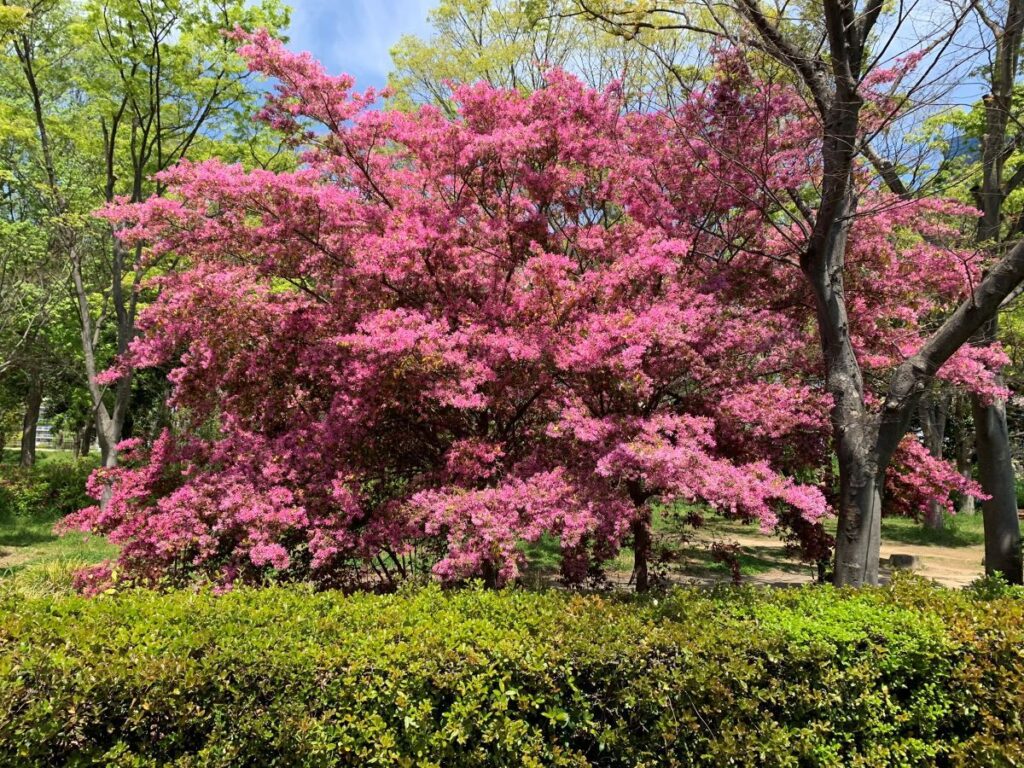 Best time to visit Osaka