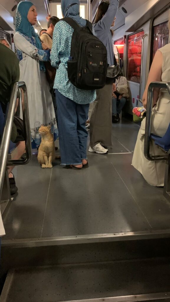 Cat travelling in Istanbul Tram