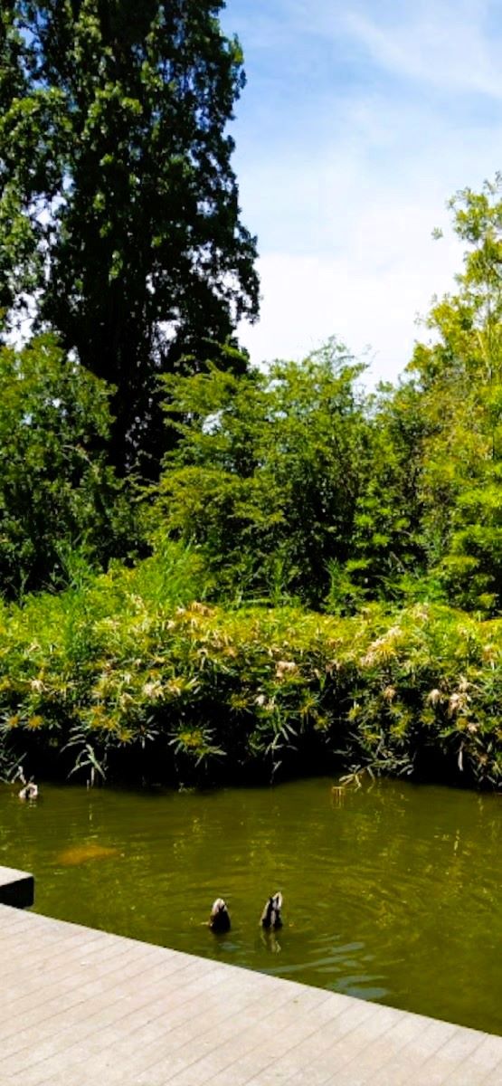 Calouste Gulbenkian Garden Pond