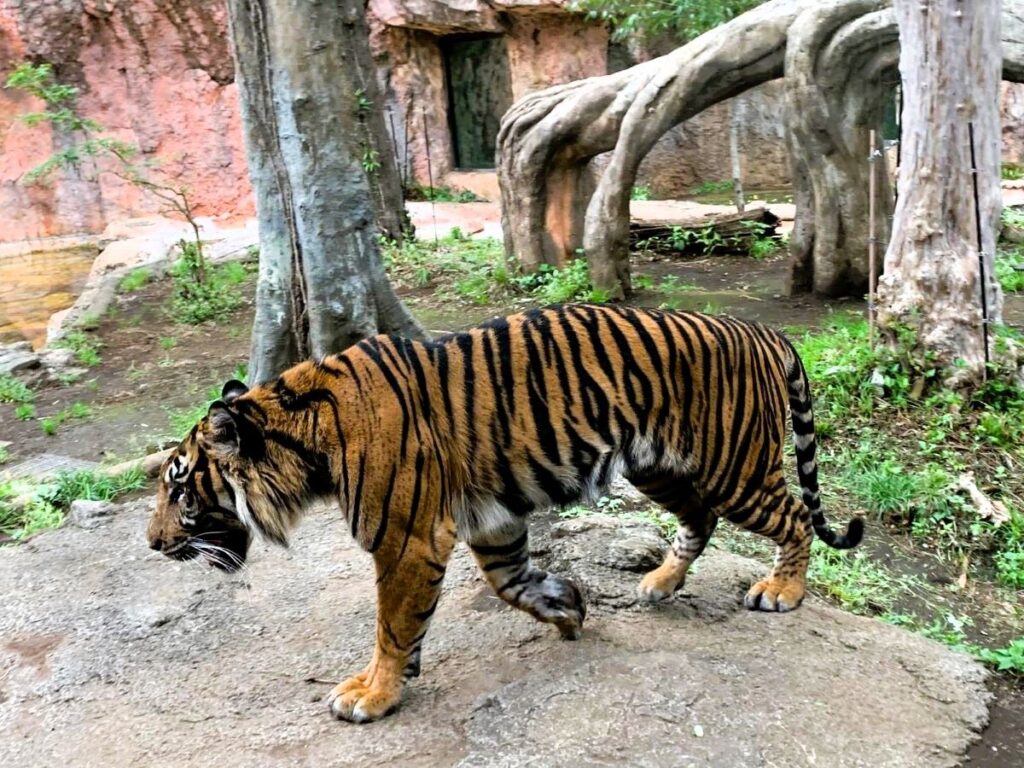 5 day itinerary in Tokyo should include a visit to the zoo if you're fond of animals. Tiger strolling in the zoo tiger section.