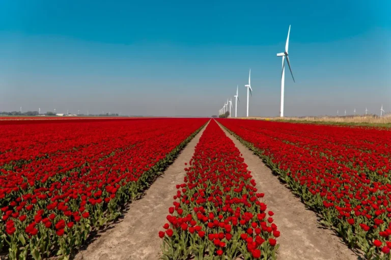 Netherlands Travel Guide tulips fields